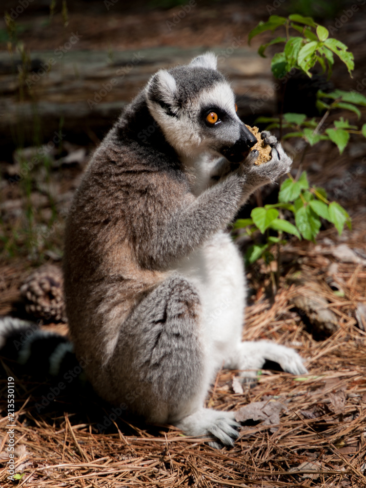 Obraz premium lemur lemurs ringtail sifaka madagascar