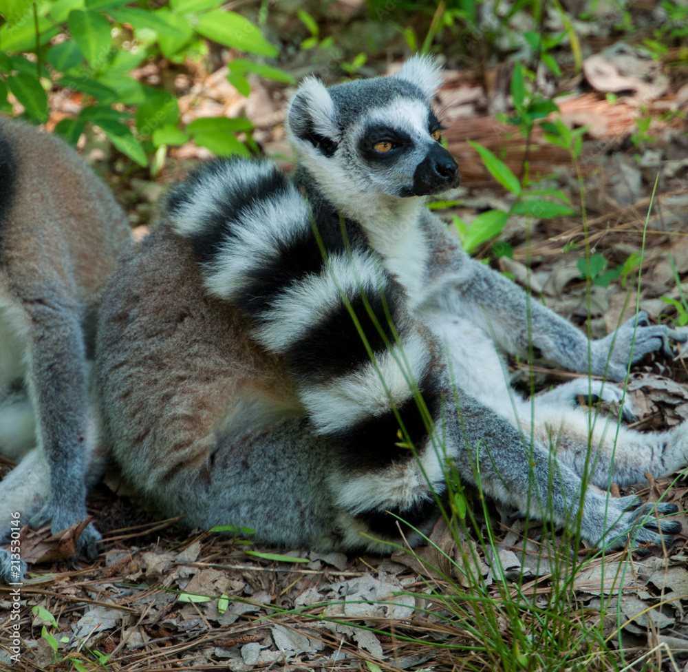 Obraz premium lemur lemurs ringtail sifaka madagascar