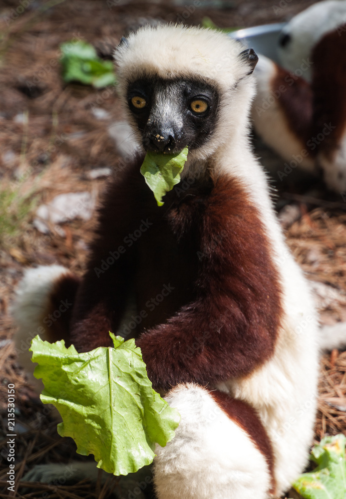 Fototapeta premium lemur lemurs ringtail sifaka madagascar