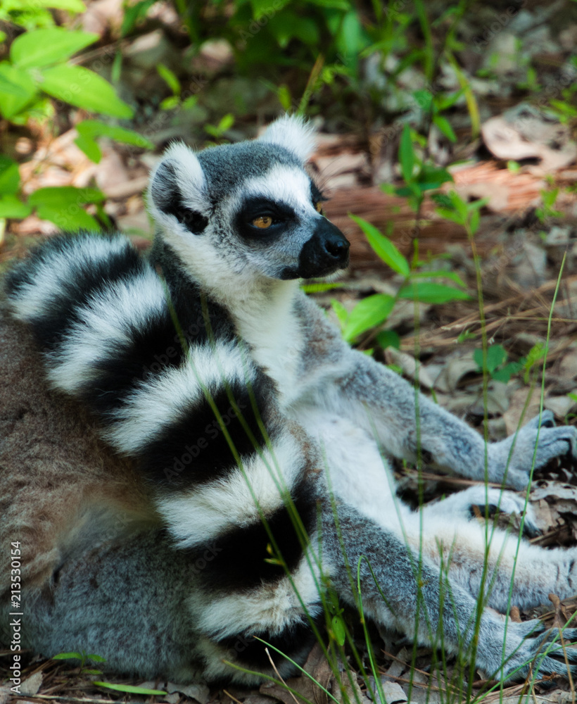 Obraz premium lemur lemurs ringtail sifaka madagascar