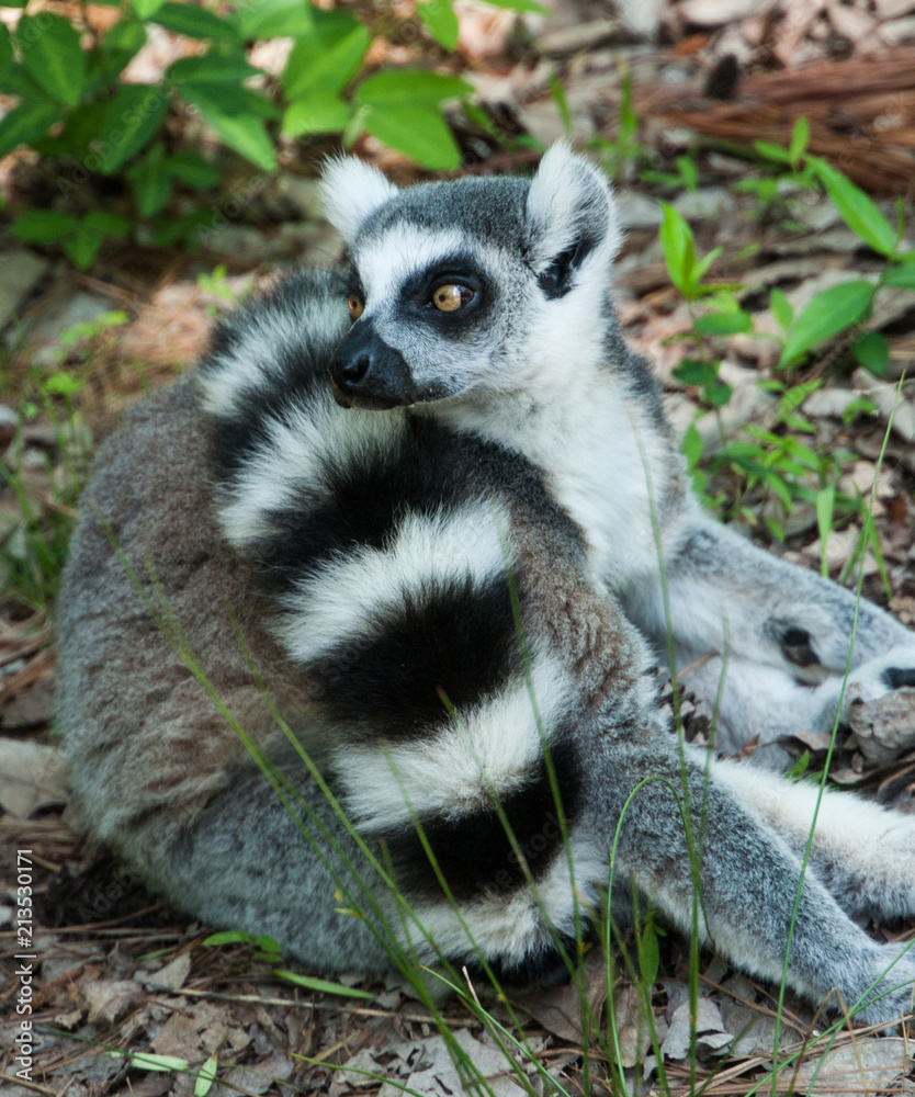 Fototapeta premium lemur lemurs ringtail sifaka madagascar