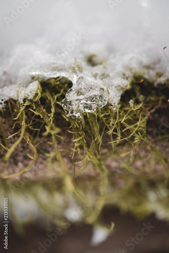Close up moss