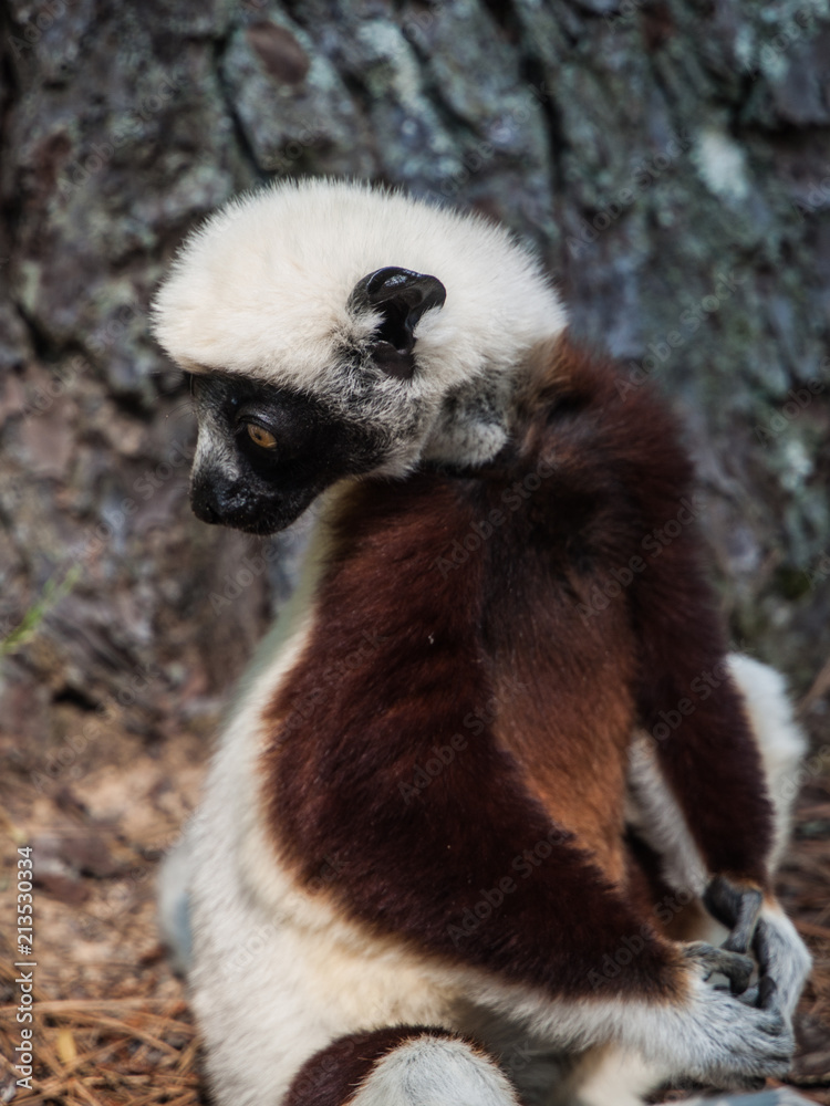 Fototapeta premium lemur lemurs ringtail sifaka madagascar