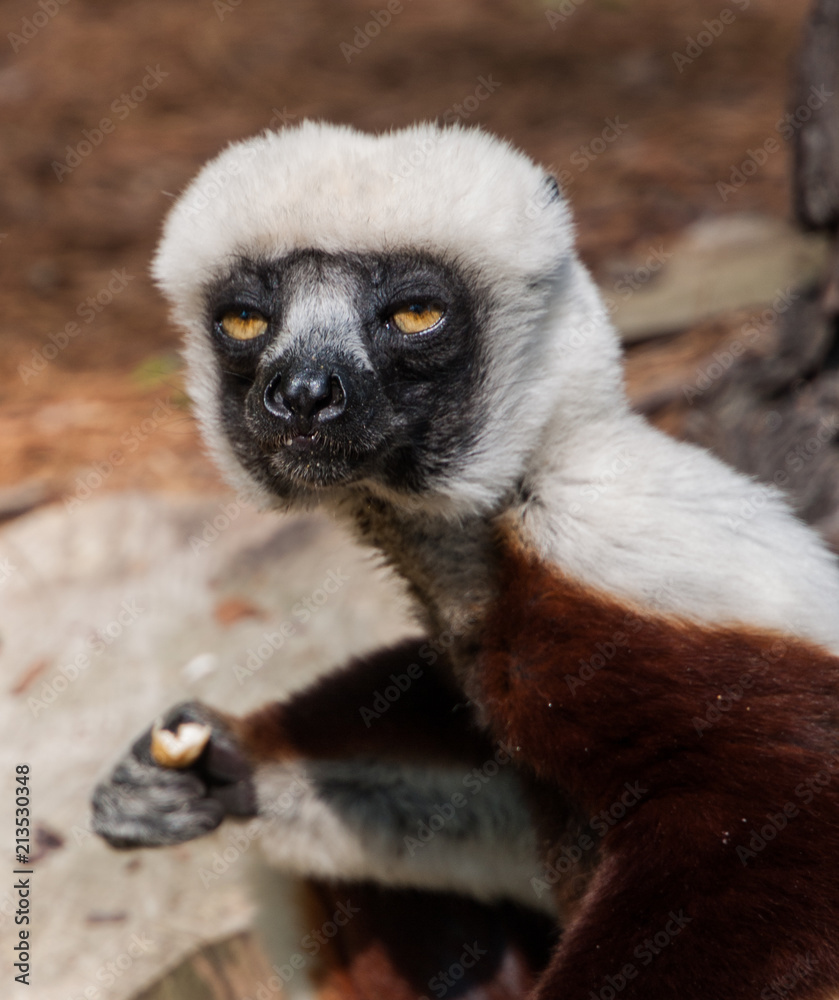 Obraz premium lemur lemurs ringtail sifaka madagascar