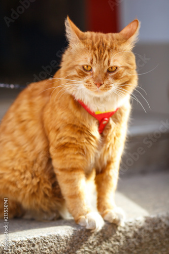 beautiful big red cat sitting looking around