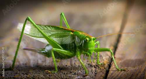 macro close up big green locust grasshopper on wooden table © maykal