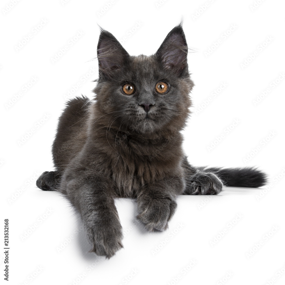 Adorable solid blue Maine Coon cat kitten laying down facing front with paws hanging over edge and looking straight at camera, isolated on white background - obrazy, fototapety, plakaty 