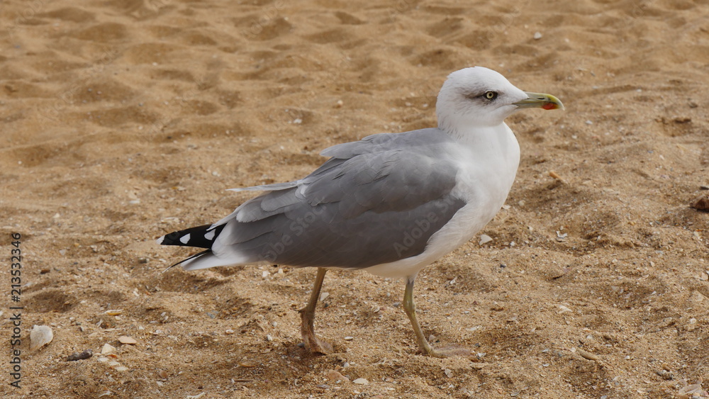 Fototapeta premium Möve am Strand