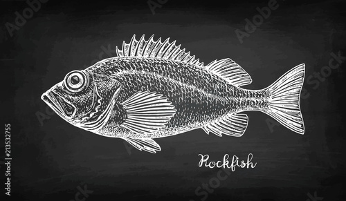 Chalk sketch of rockfish.