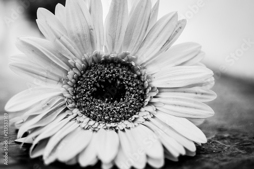 flor en blanco y negro
