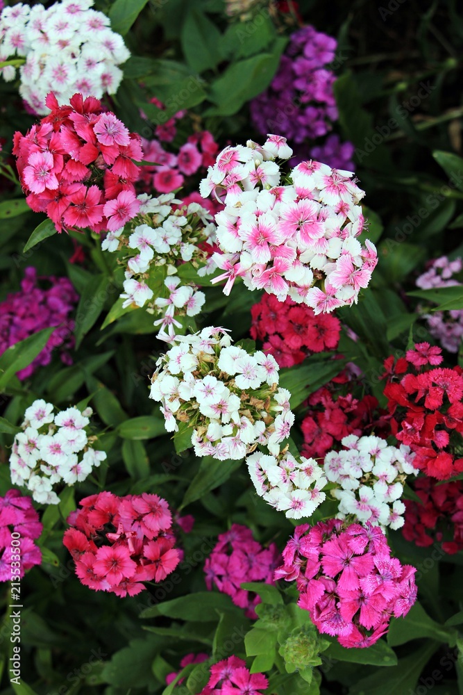 Beautiful pink and white flowers in the garden - carnation /Dianthus Beautiful pink and white flowers in the garden - carnation /Dianthus