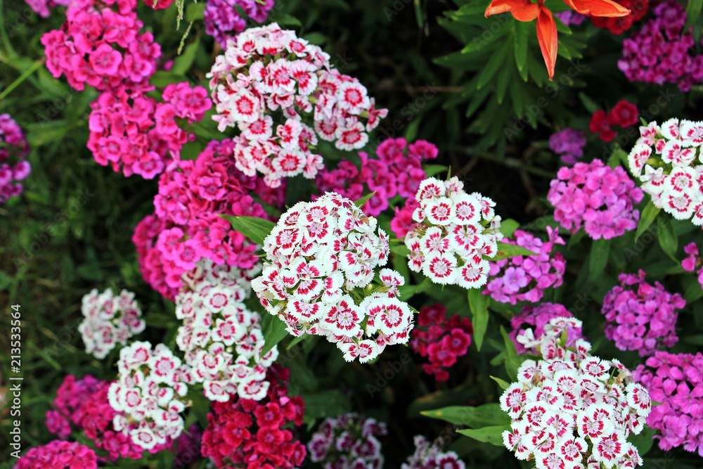 Beautiful pink and white flowers in the garden - carnation /Dianthus Beautiful pink and white flowers in the garden - carnation /Dianthus