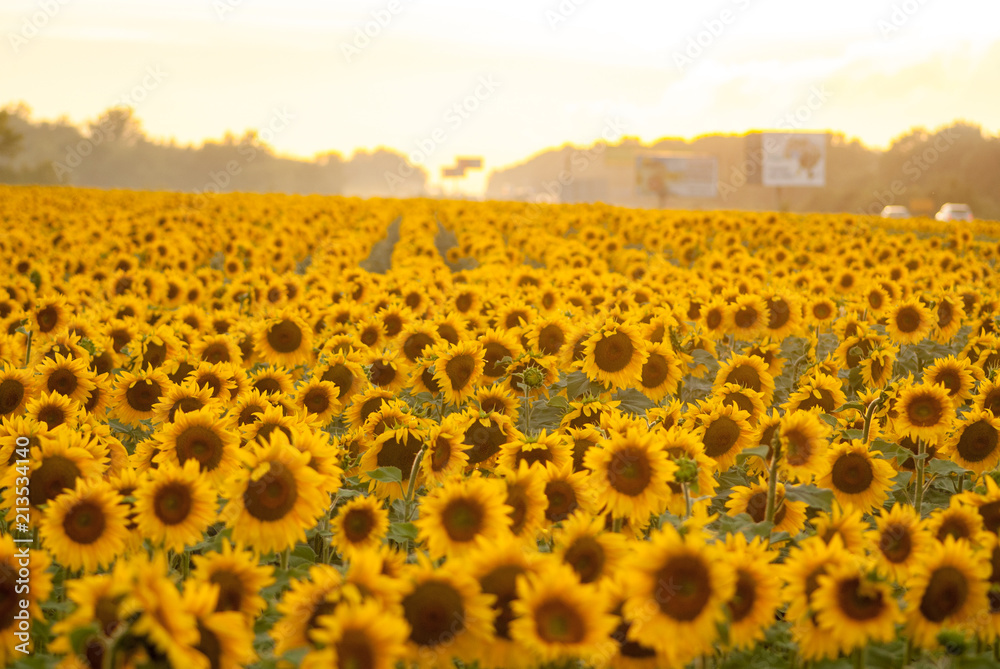 Obraz premium sunflowers young planted on the field many rows in yellow color