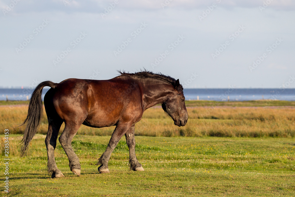 Obraz premium Pferd in den Salzwiesen am Wattenmeer auf der ostfriesischen Nordseeinsel Juist in Deutschland, Europa.