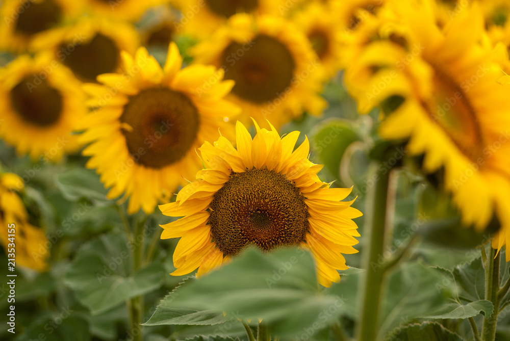 sunflowers young planted on the field in yellow color