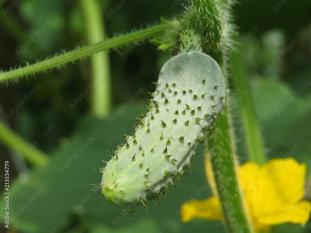 Fototapeta premium Gherkin ripening in the summer garden, close-up. Little cucumber growing