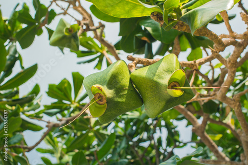 Barringtonia asiatica By the sea (L.) Kurz fish poison tree phuket thailand