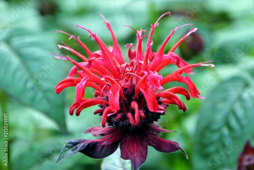Bright red flower of the monarda in the garden close-up. photo