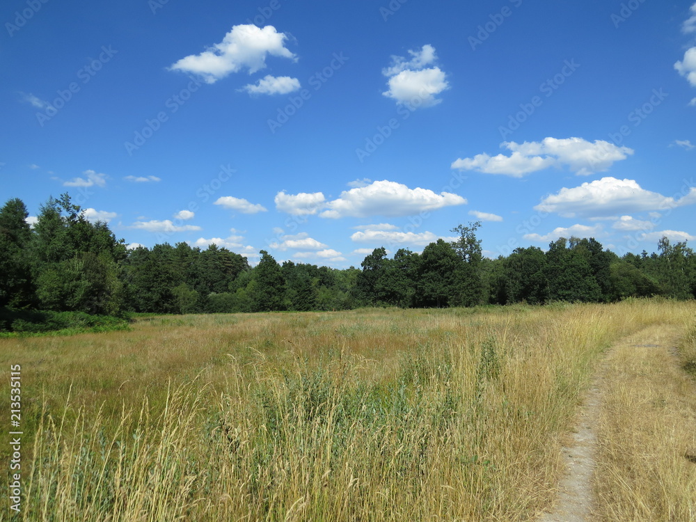 Natural England - fields, forests, sunny views