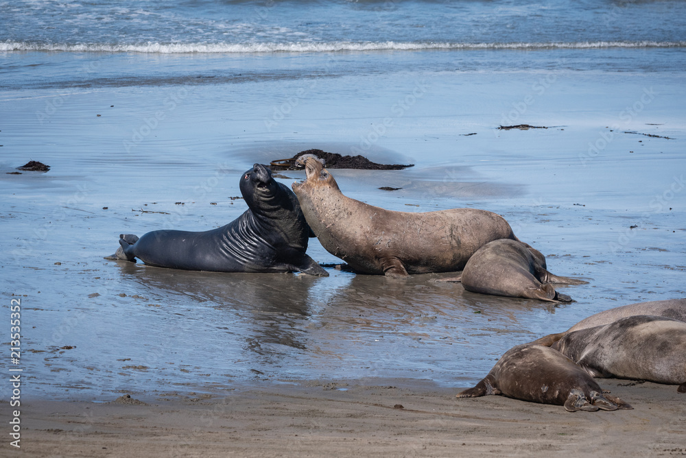 Fototapeta premium Elephant seals sparring on the beach in California.