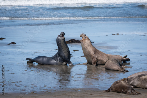 Elephant seals sparring on the beach in California.