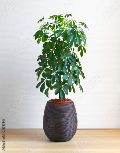 isolated elIsolated Umbrella Tree, Schefflera Compacta plant on the floor in front of white wall