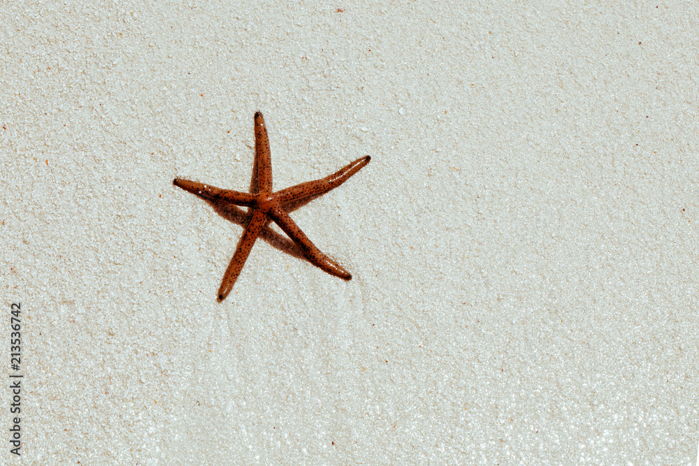 Red sea star on a wet beach sand Red sea star on a wet beach sand