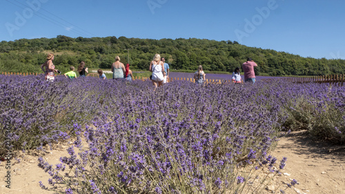 English Lavender fields in Kent 
