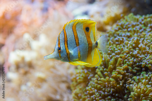 Colorful yellow butterfly fish in marine salt water aquarium photo