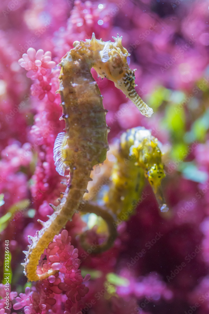 Colorful seahorse in water aquarium animal fish Stock Photo | Adobe Stock