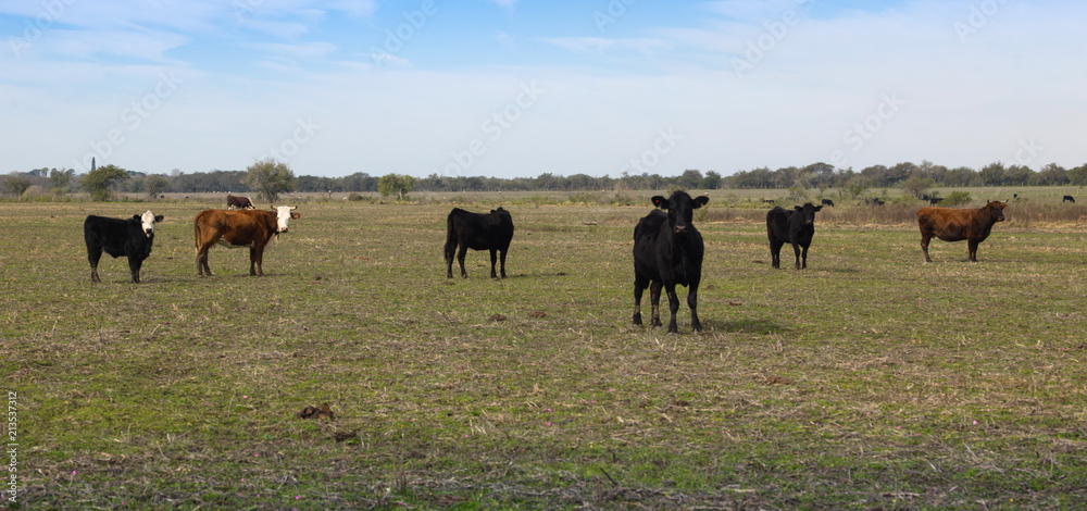 rural field cows