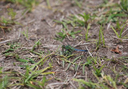 Juvenile Male Blue Dasher Dragonfly