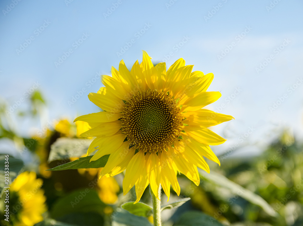 Closeup of sunflower in a field 