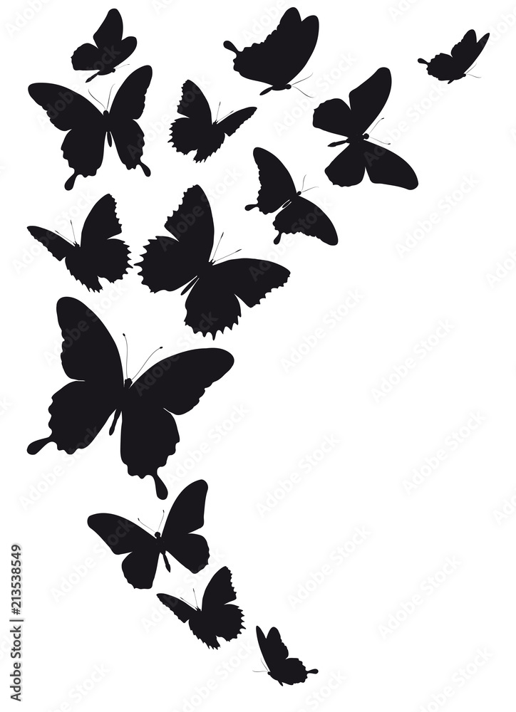 Fototapeta premium black butterfly, isolated on a white