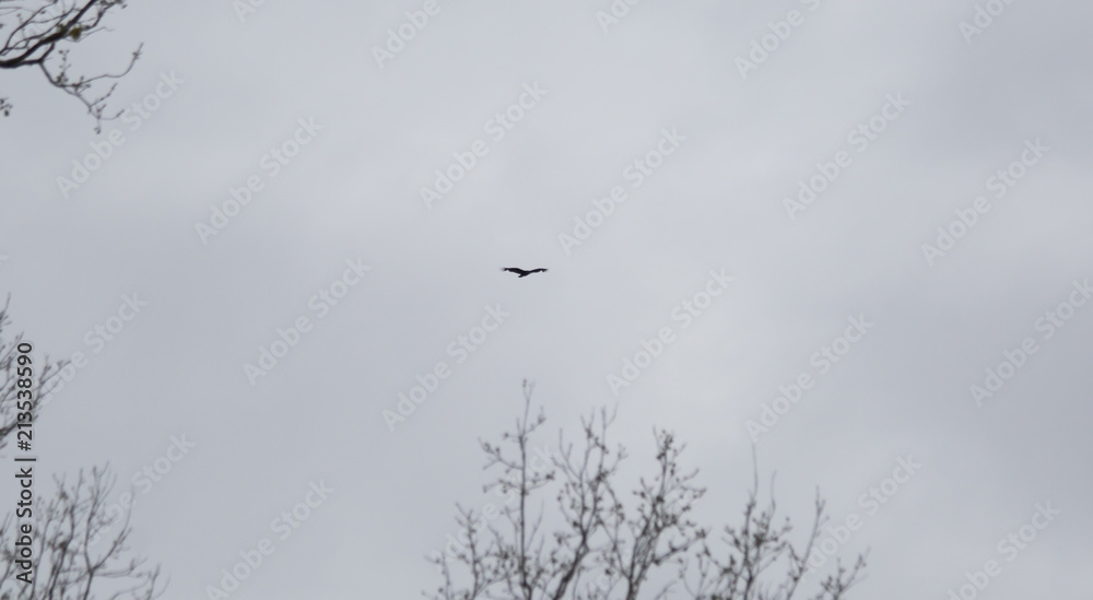 Bird Flying near a Tree