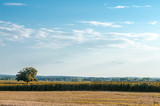 Beautiful agricultural background , beautiful sky and sunflowers in a distance 
