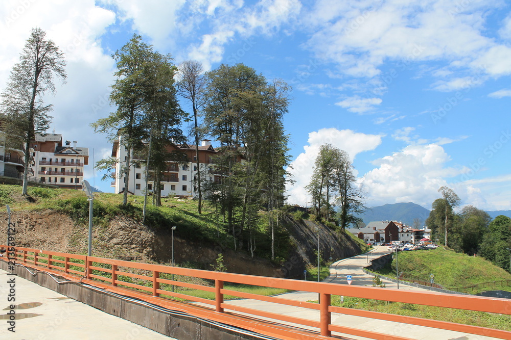 Obraz premium Beautiful flower blossoms in the mountains, in summer