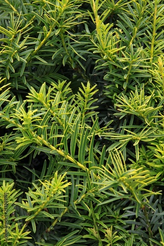 green growing needles of yew-tree