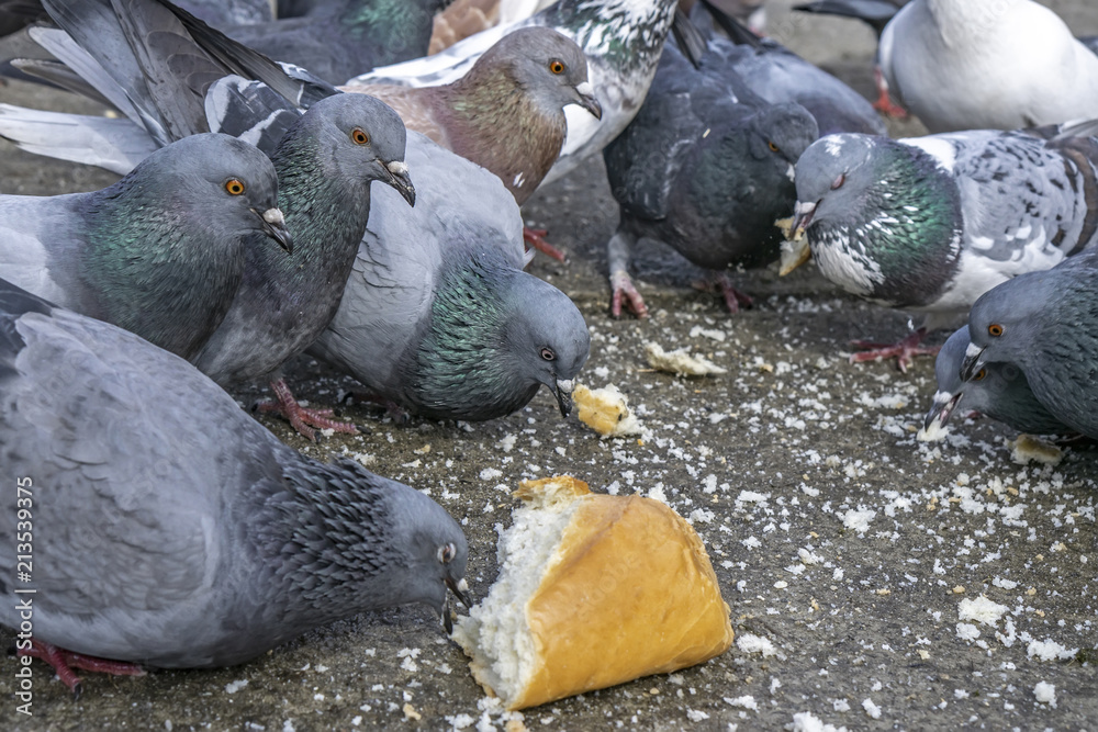 Fototapeta premium Pigeons in the park eating bread crumbs