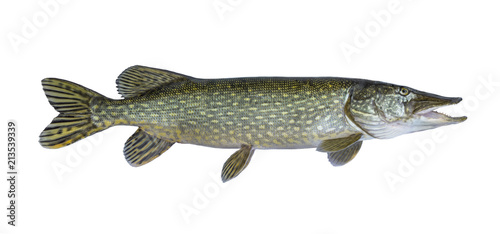 Foto Big live pike fish isolated on white background