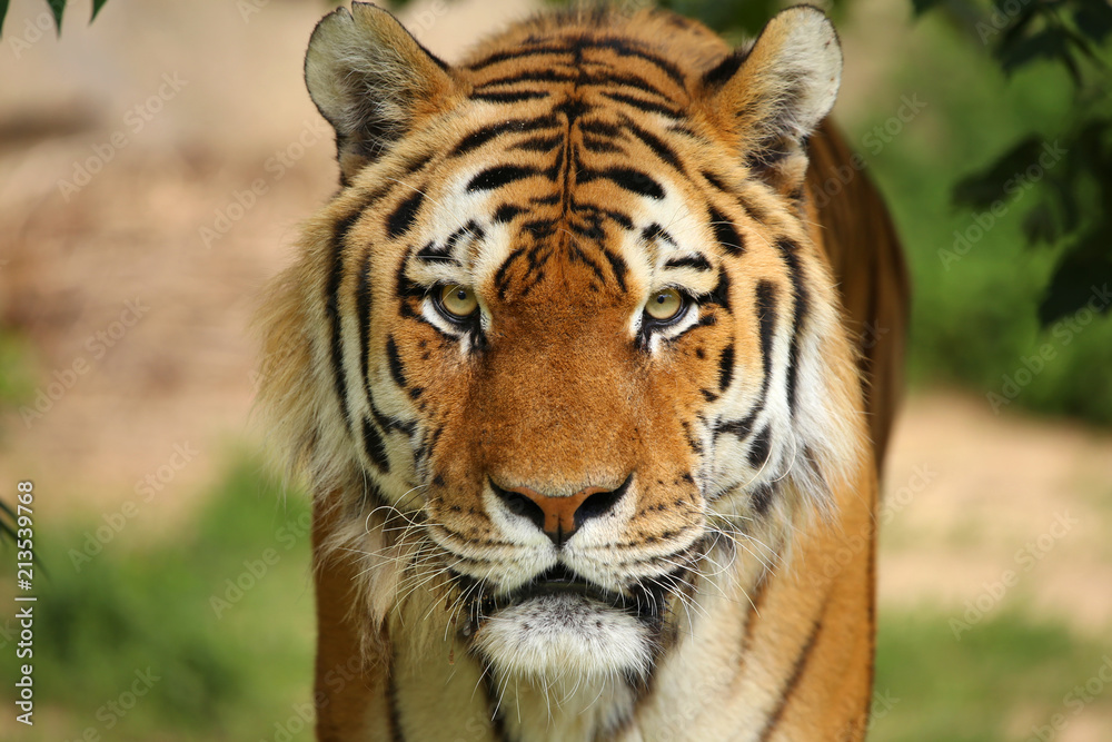 Fototapeta premium Czekający tygrys