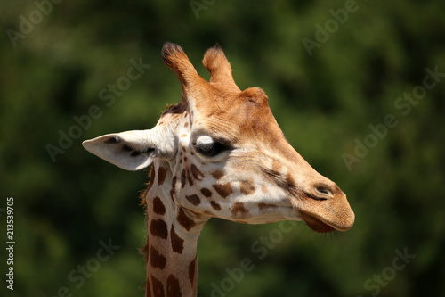 Giraffe © maramis