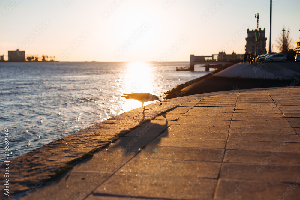 Embankment of the Tagus River with a sidewalk and building and in the foreground a seagull with food in the beak