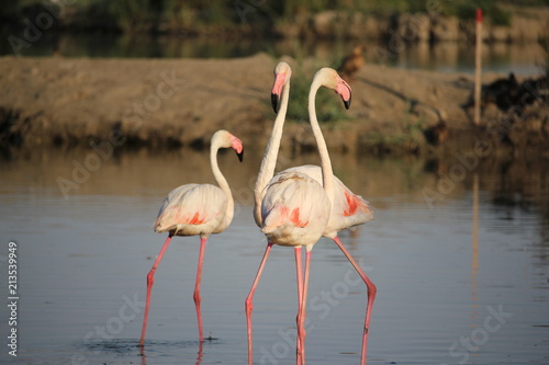 camargue flamants roses parc ornithologique