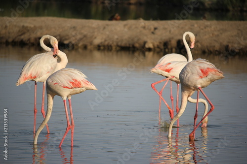 camargue flamants roses parc ornithologique