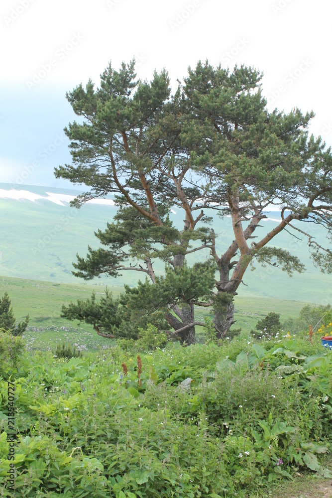 Fototapeta premium Beautiful flower blossoms in the mountains, in summer