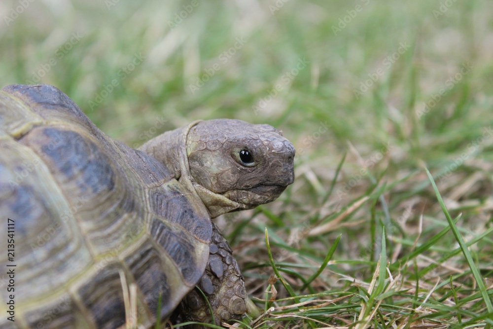 Russische Vierzehen-Schildkröte sitzt im Gras, Testudo horsfieldii, Agrionemys horsfieldii, Nahaufnahme, selektiver Fokus Russische Vierzehen-Schildkröte sitzt im Gras, Testudo horsfieldii, Agrionemys horsfieldii, Nahaufnahme, selektiver Fokus