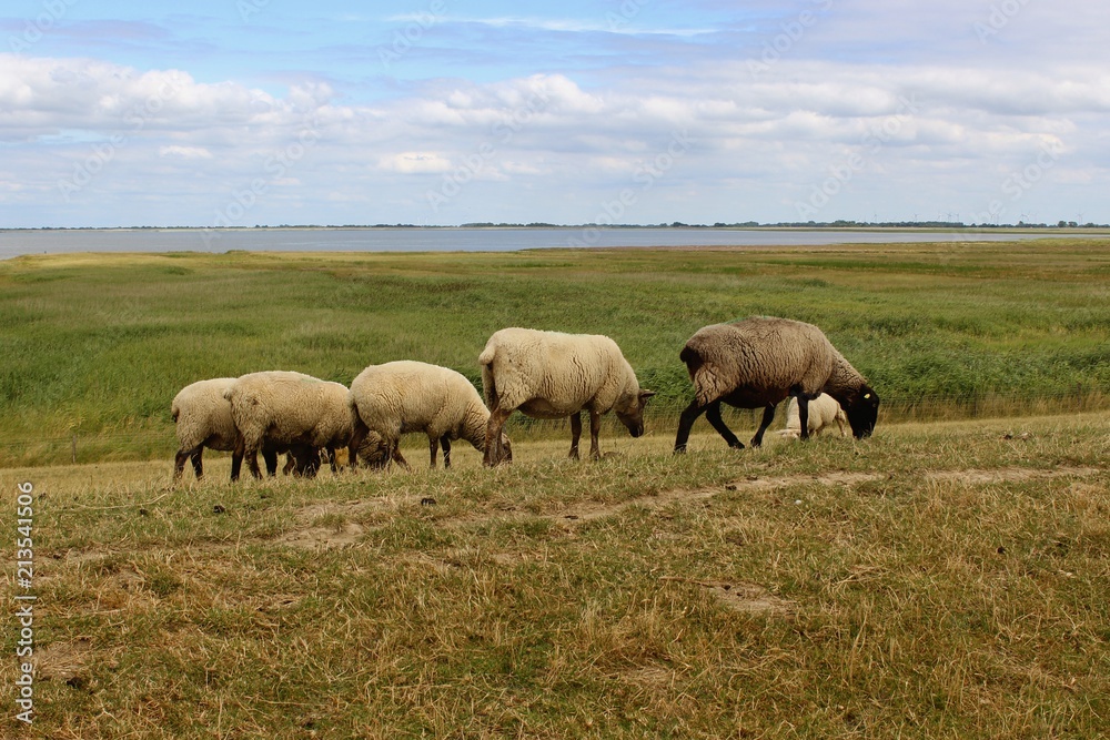 Norddeutsche Landschaft mit grasenden Schafen auf einem Deich - Friesland, Niedersachsen an der Nordsee Norddeutsche Landschaft mit grasenden Schafen auf einem Deich - Friesland, Niedersachsen an der Nordsee