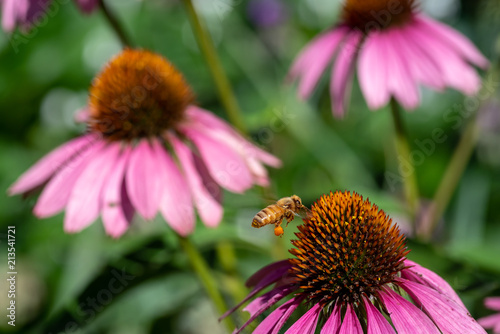 honey bee landing on flower in garden