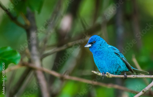 Indigo Bunting (Passerina cyanea) perched on a branch on a summer morning surrounded by lush foliage © rabbitti